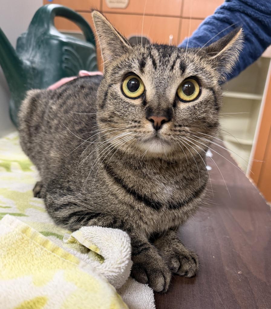 LAMBY, a Adoptable mixed breed in Hastings, MI image 2/2