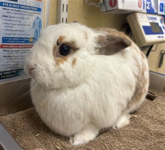 JASMINE, Adoptable, Adult Female Bunny Rabbit.