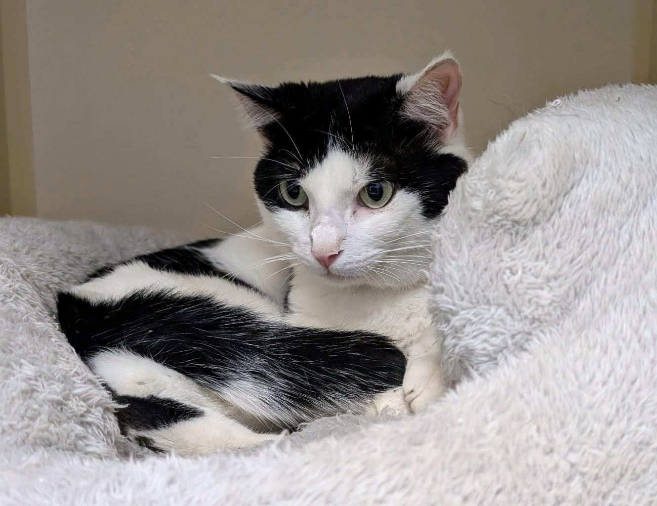 Zig Zag AVO, adopted, Young Male Domestic Short Hair.