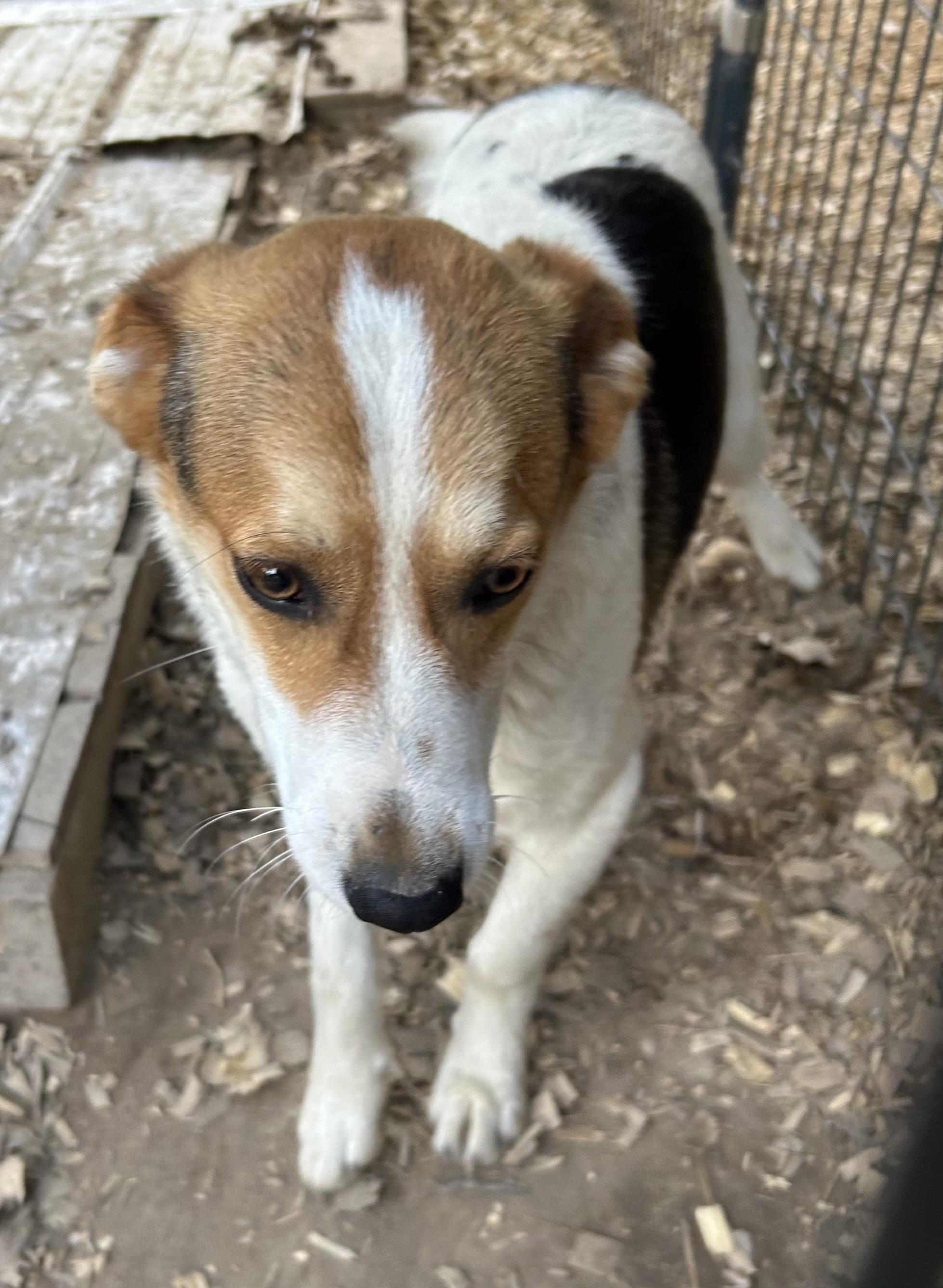 Alpha, a ADOPTABLE mixed breed in Pine Bluff, AR image 2/3