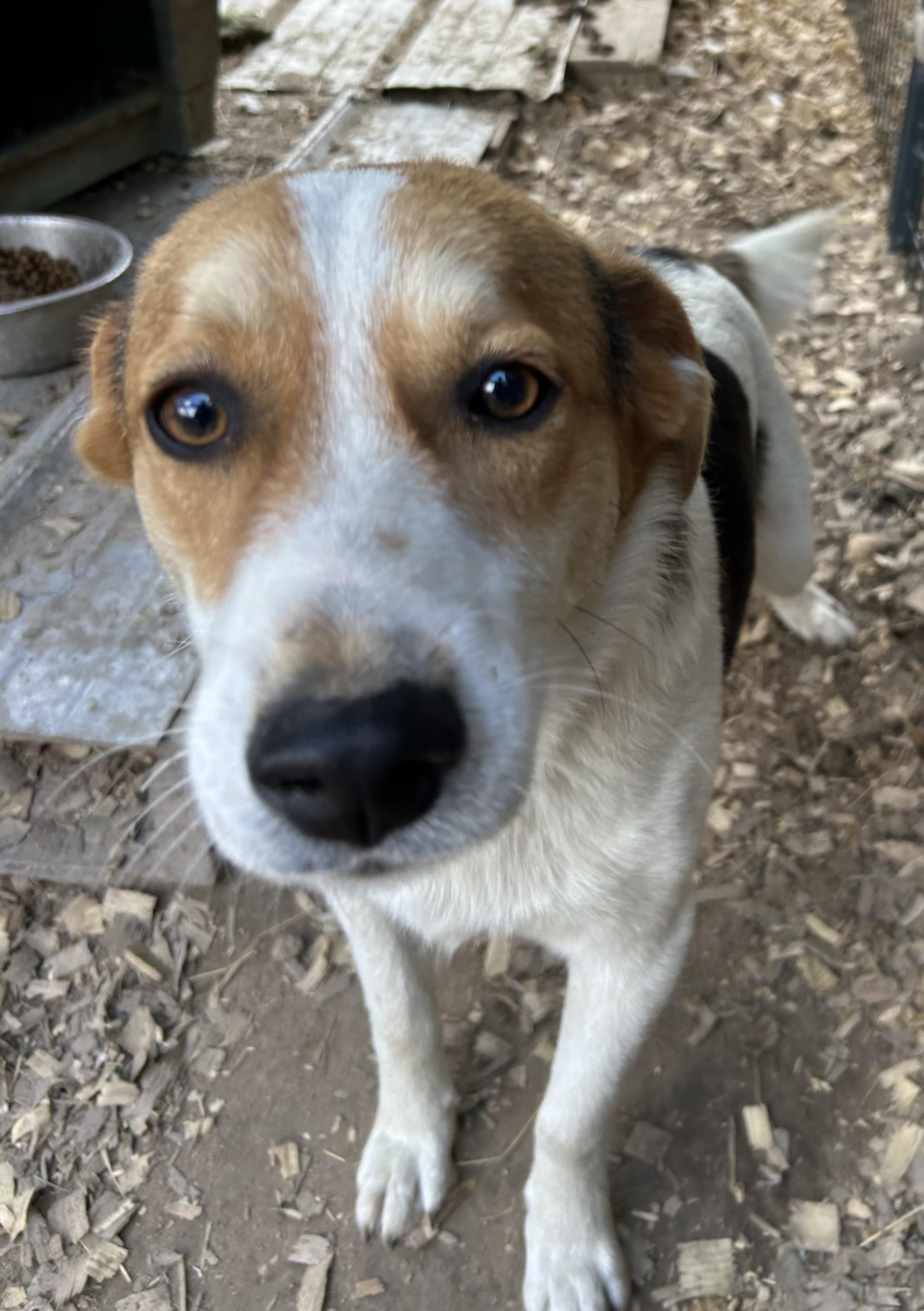 Alpha, ADOPTABLE, Young Male Beagle.
