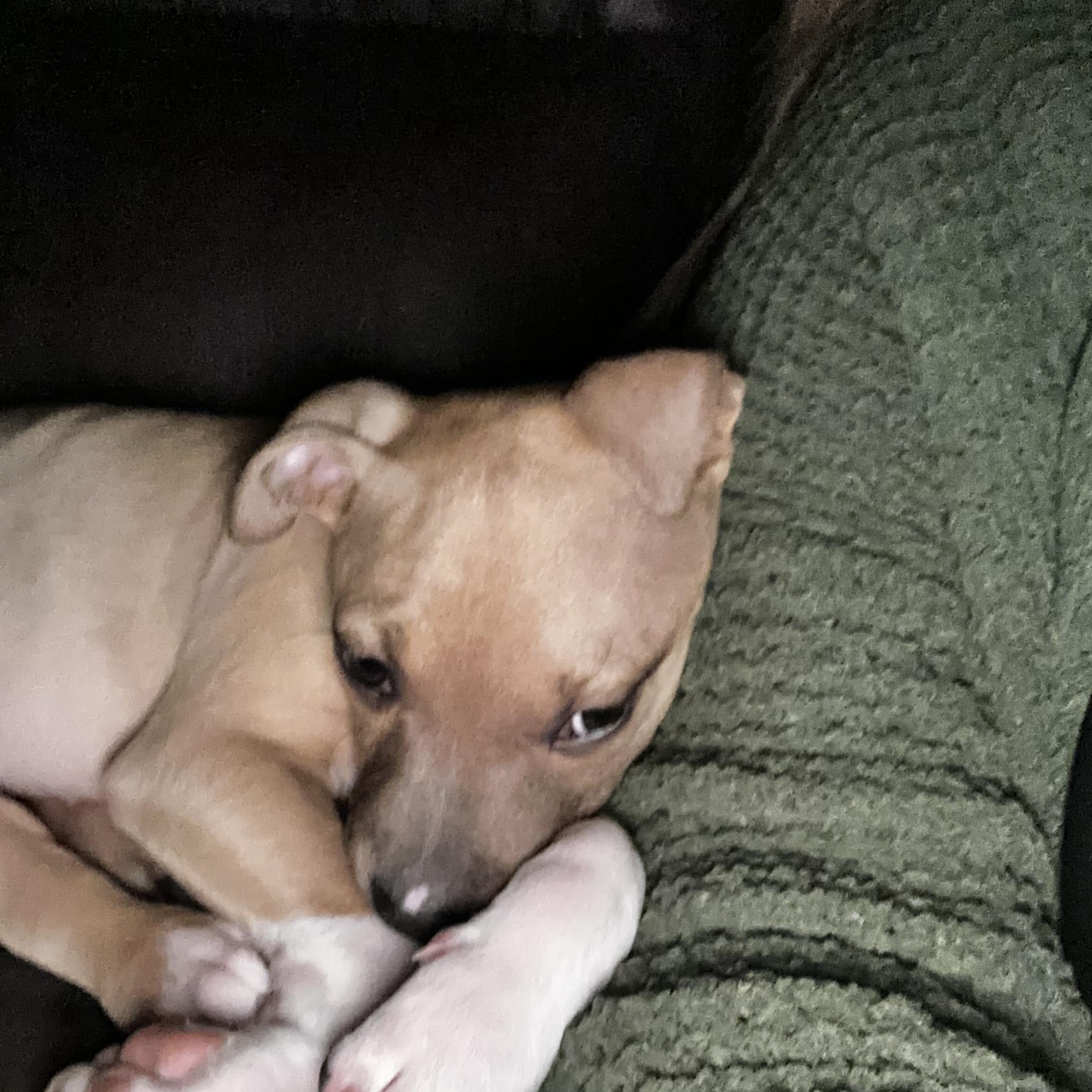 June, ADOPTABLE, Puppy Female American Staffordshire Terrier & Labrador Retriever.