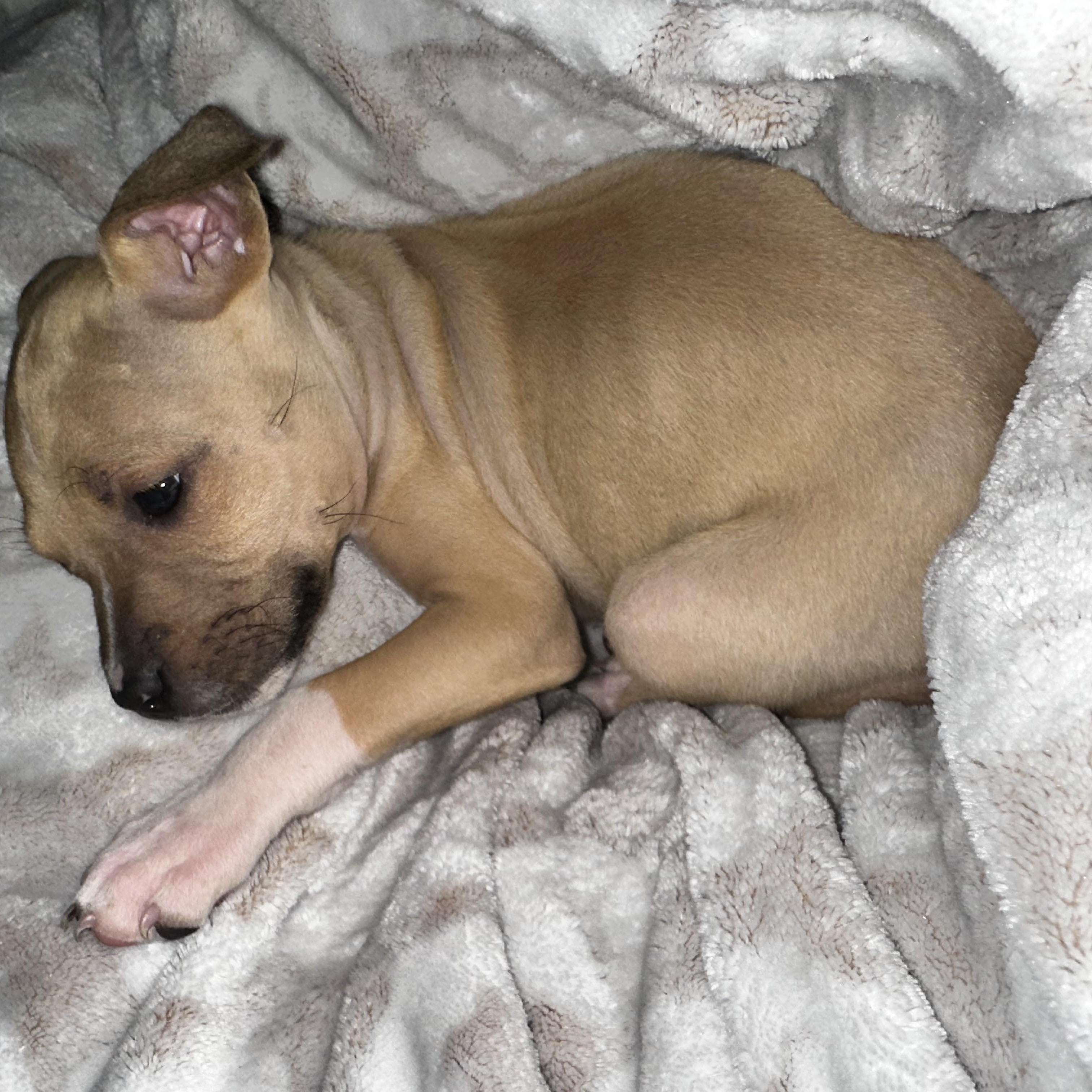 Enlarge June, a ADOPTABLE mixed breed in Kannapolis, NC image 3/4