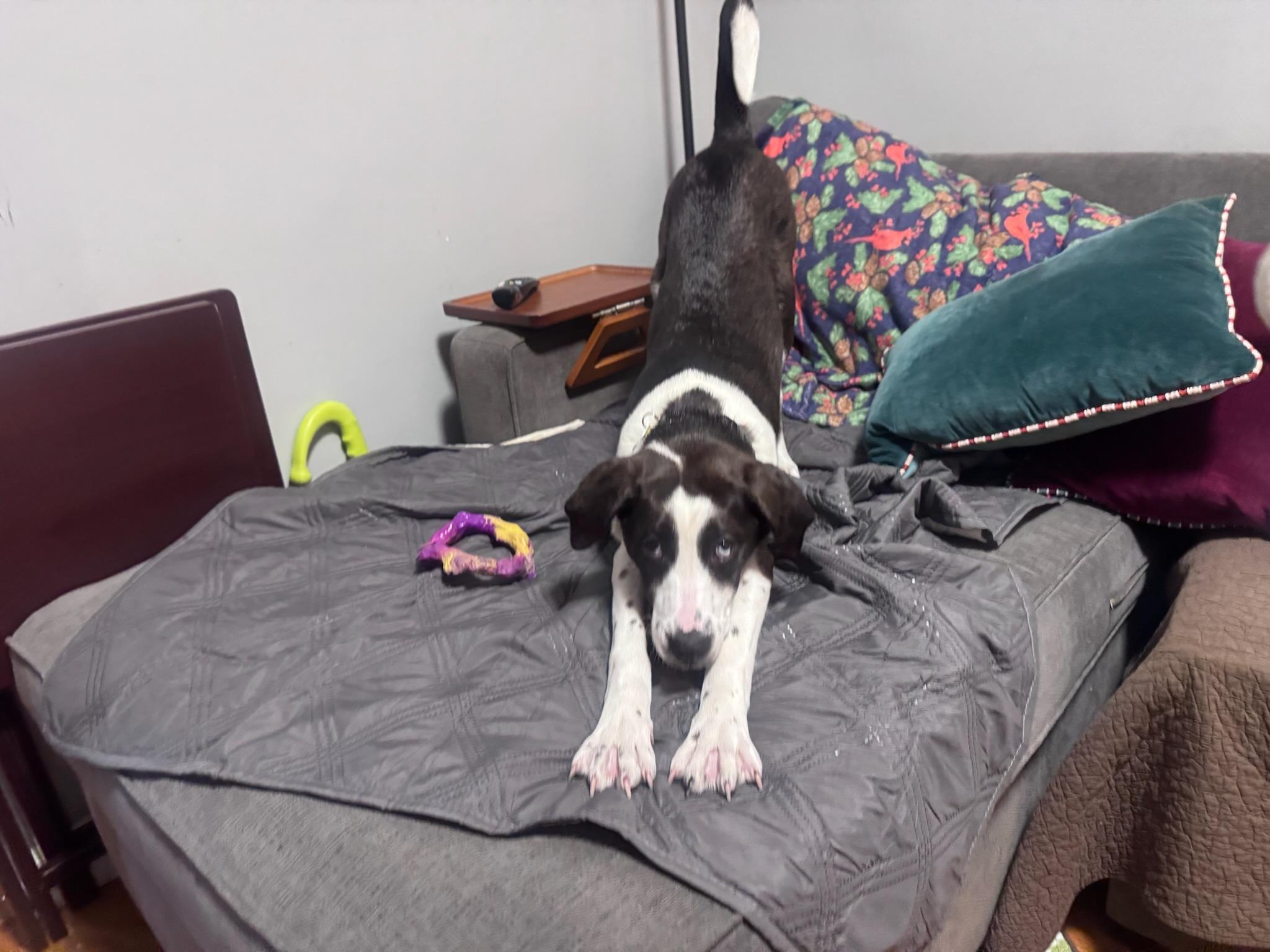 Enlarge Dennis, a ADOPTABLE mixed breed in Brooklyn, NY image 2/6