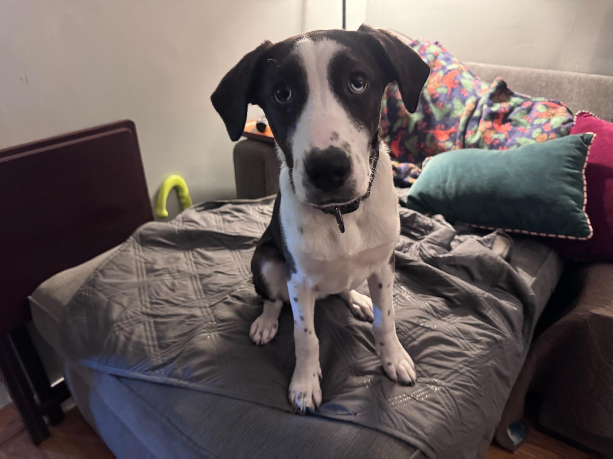 Enlarge Dennis, a ADOPTABLE mixed breed in Brooklyn, NY image 6/6