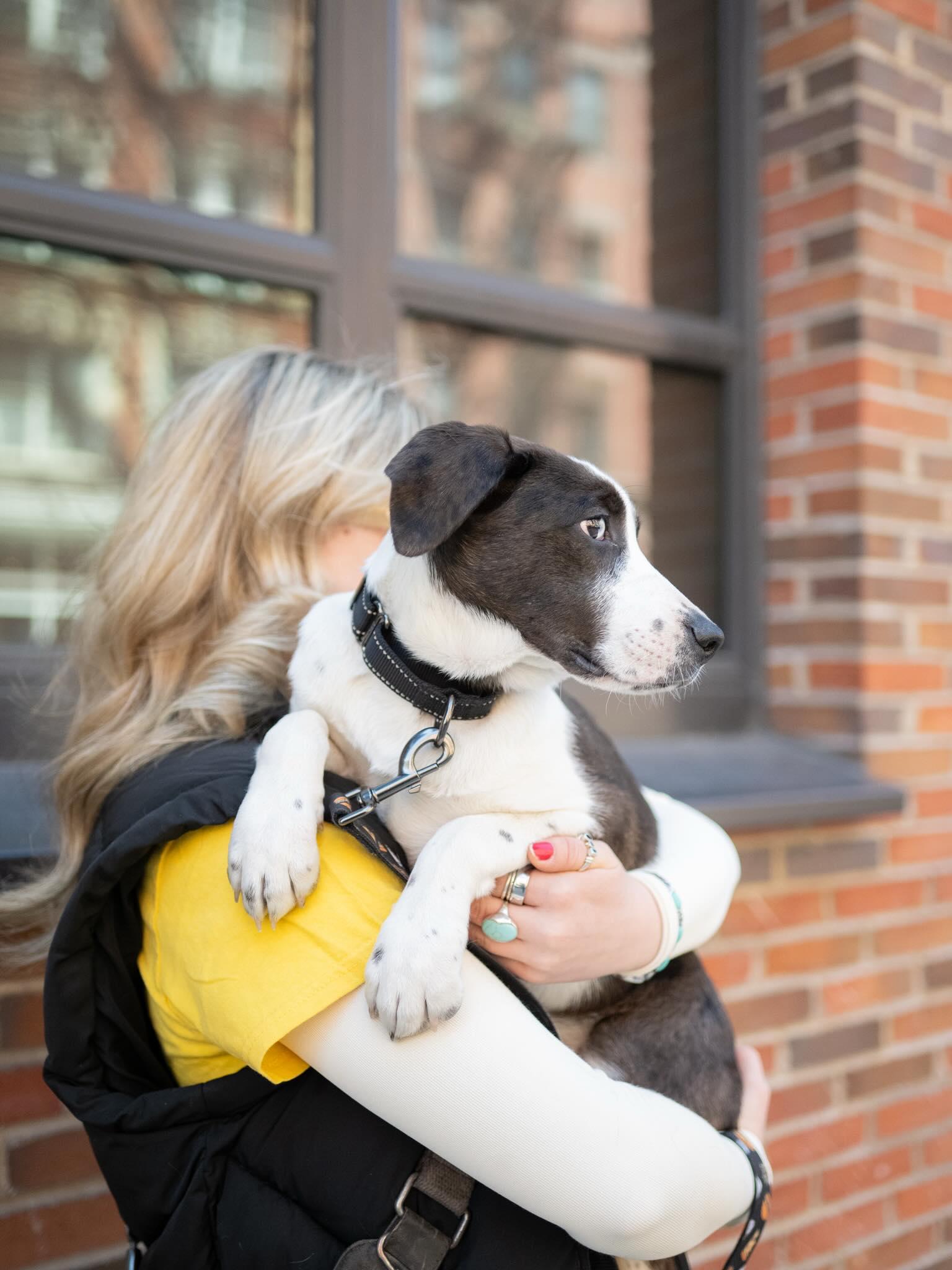 Enlarge Dennis, a ADOPTABLE mixed breed in Brooklyn, NY image 5/6