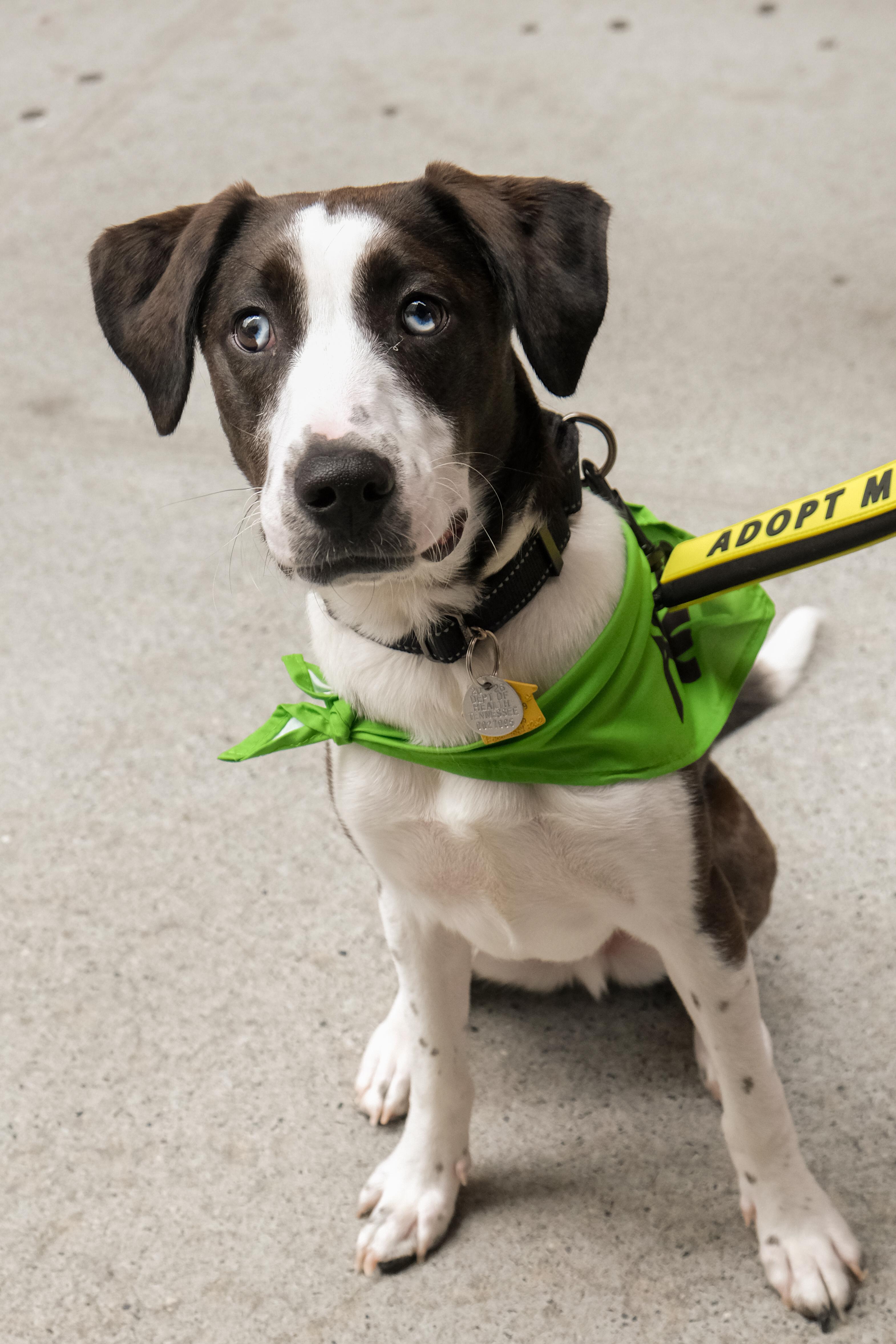 Enlarge Dennis, a Adoptable mixed breed in Forest Hills, NY image 1/6