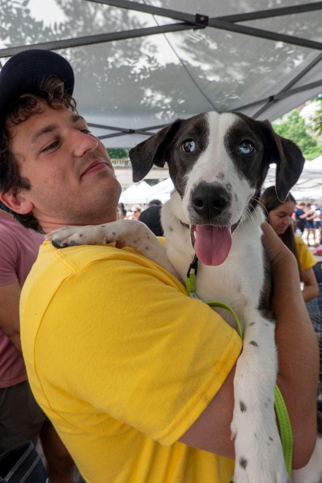 Enlarge Dennis, a Adoptable mixed breed in Forest Hills, NY image 5/6