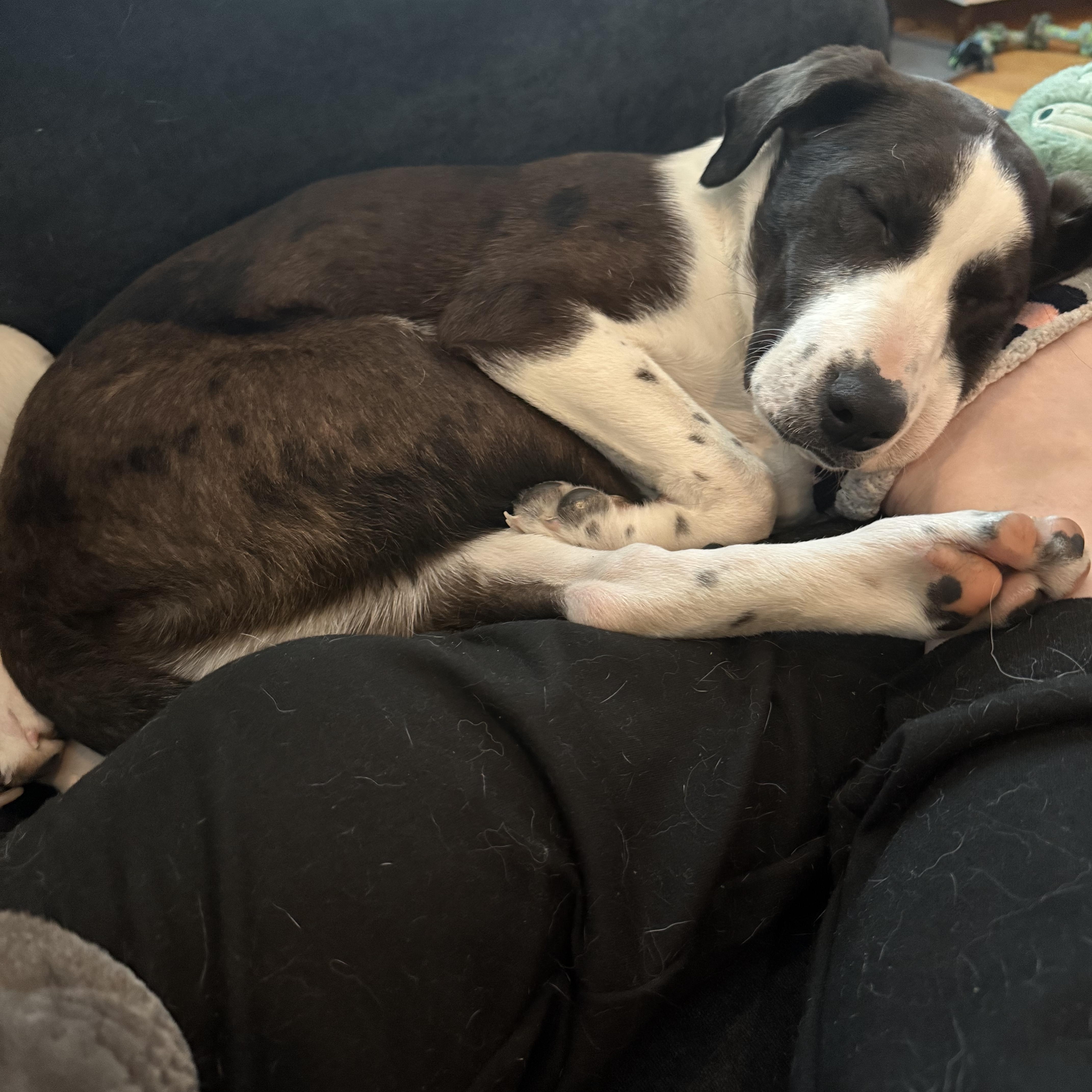 Enlarge Dennis, a ADOPTABLE mixed breed in Brooklyn, NY image 3/6
