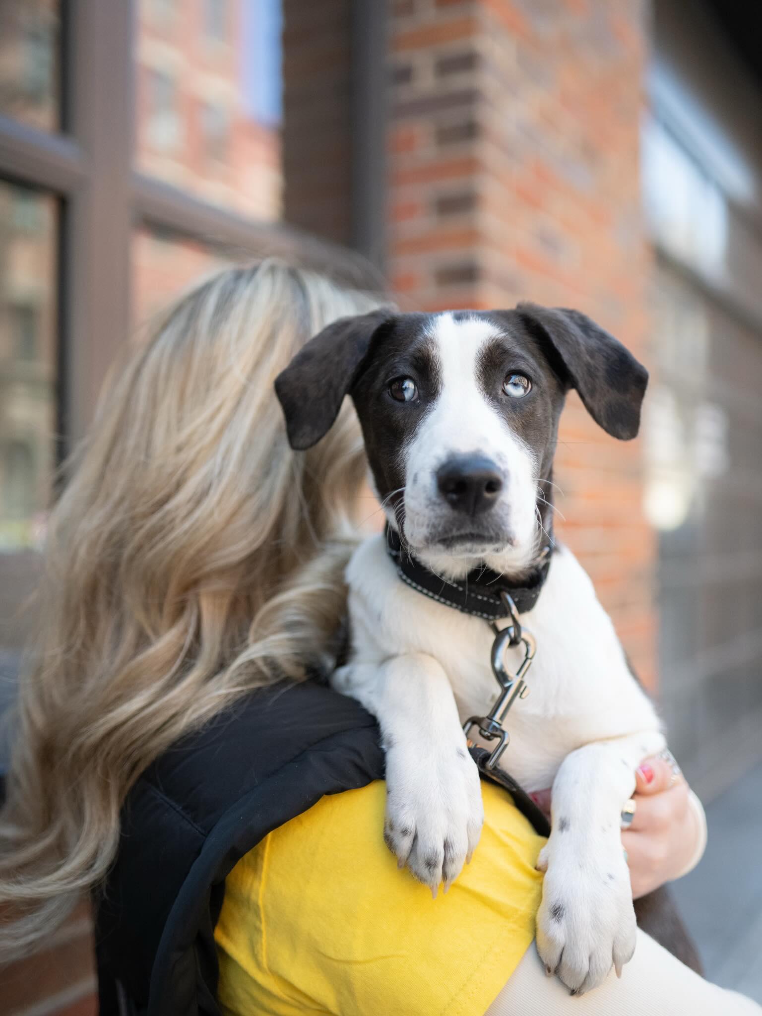 Enlarge Dennis, a ADOPTABLE mixed breed in Brooklyn, NY image 1/6