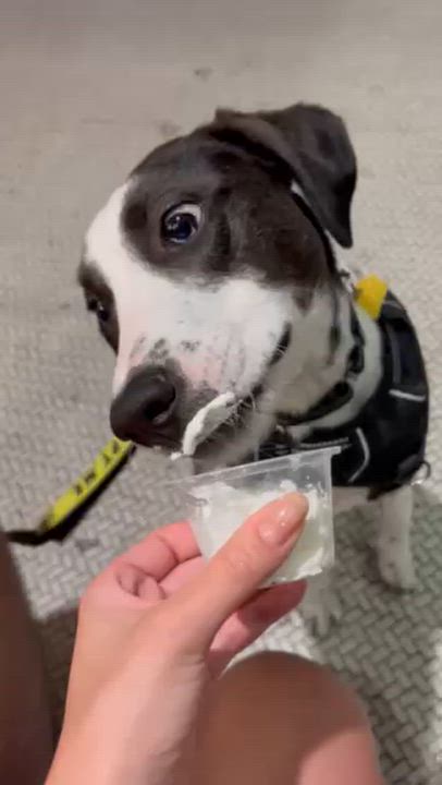 Enlarge Dennis, a Adoptable mixed breed in Forest Hills, NY video 6/6