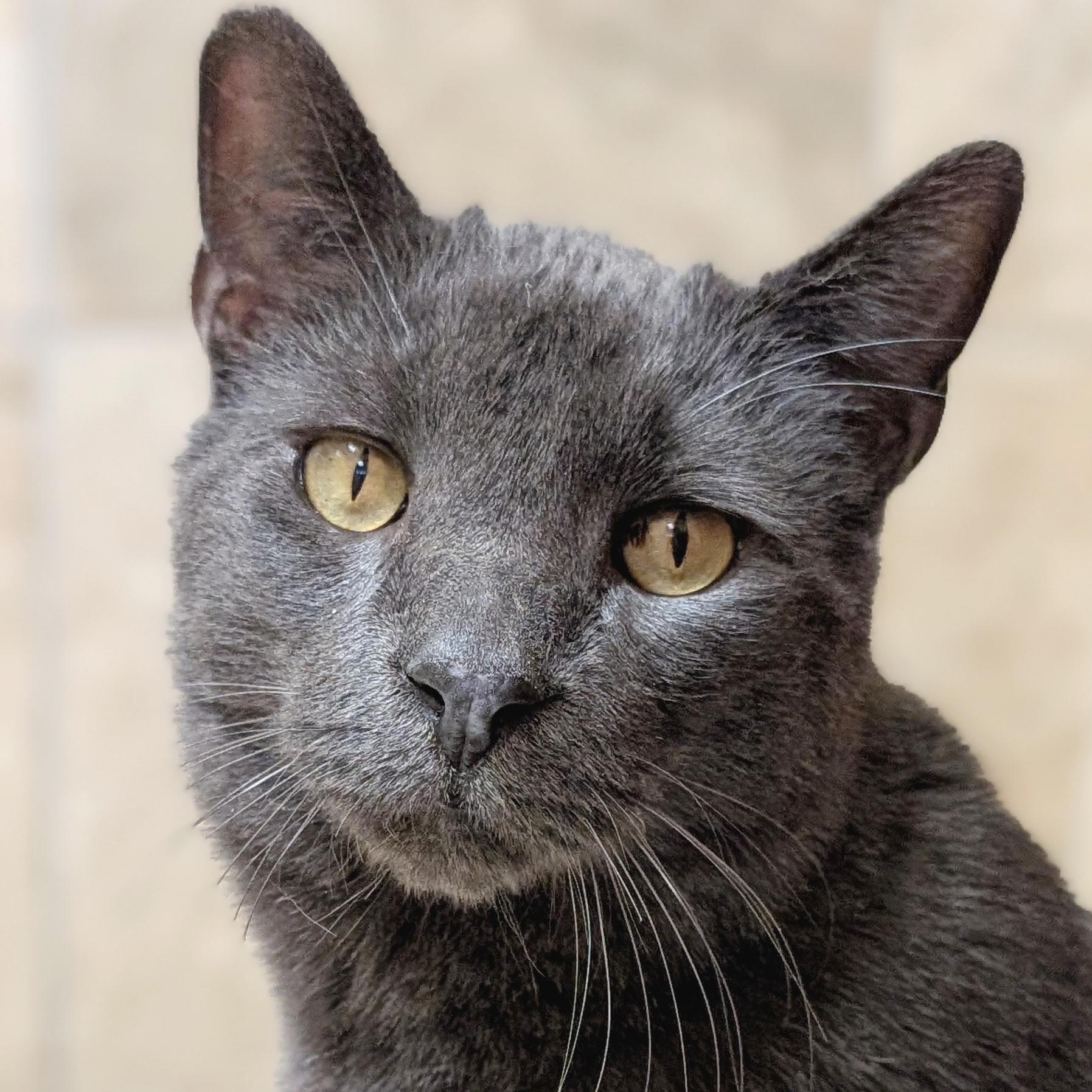 Enlarge Chrome, a ADOPTABLE Domestic Short Hair in Jefferson, WI image 1/1
