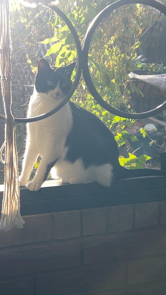 Kiki Kitty  aka Fergie, Adoptable, Adult Female Domestic Short Hair.