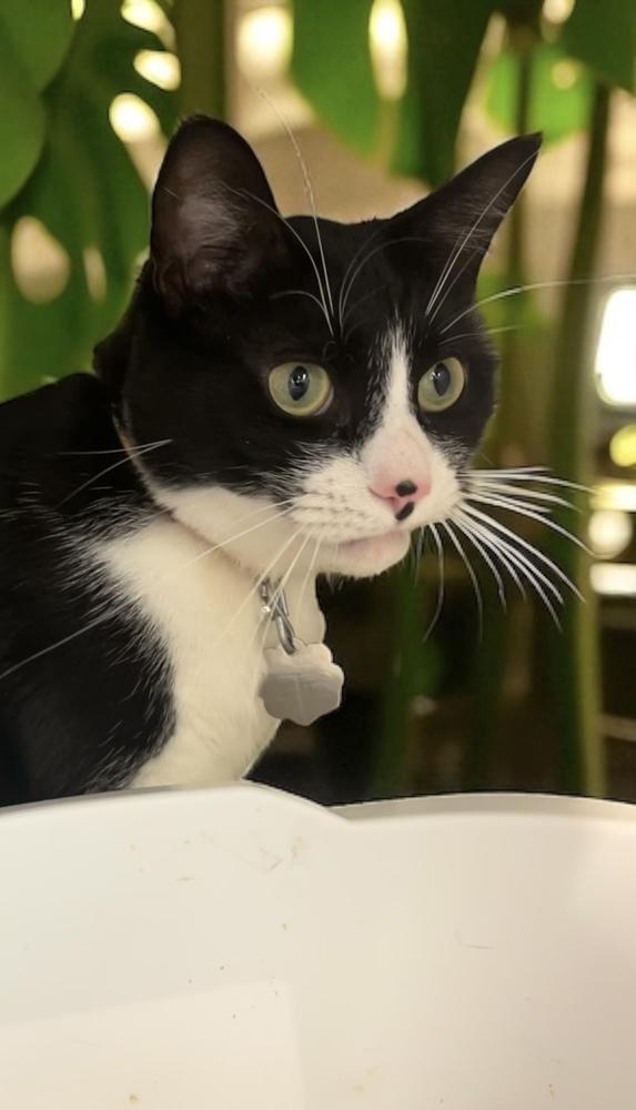 Enlarge Kiki Kitty  aka Fergie, a Adoptable Domestic Short Hair in Blanchard, OK image 2/6