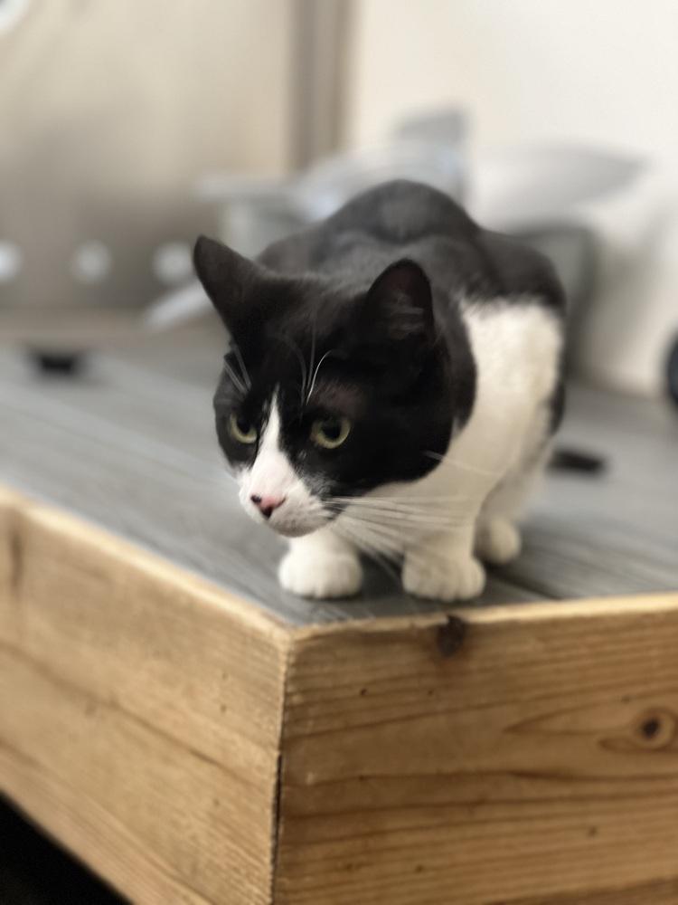 Enlarge Kiki Kitty  aka Fergie, a Adoptable Domestic Short Hair in Blanchard, OK image 3/6