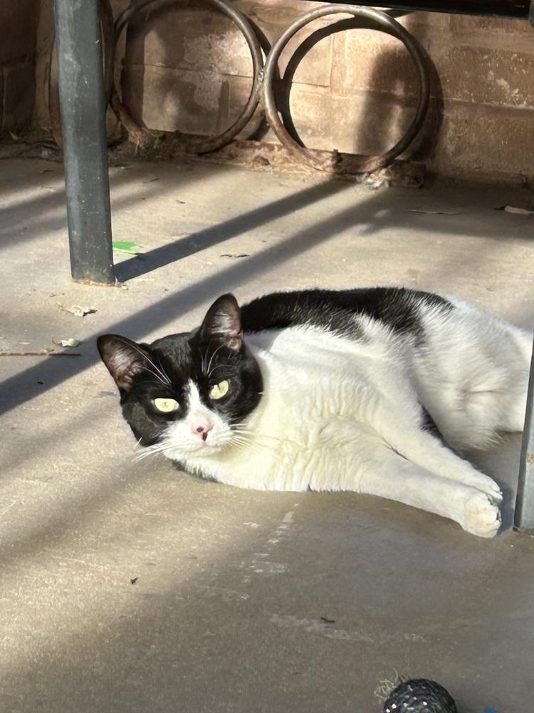 Enlarge Kiki Kitty  aka Fergie, a Adoptable Domestic Short Hair in Blanchard, OK image 4/6