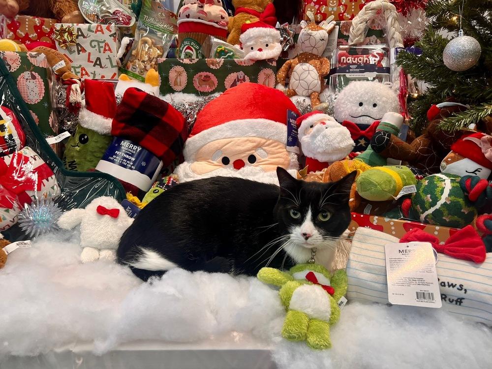 Enlarge Kiki Kitty  aka Fergie, a Adoptable Domestic Short Hair in Blanchard, OK image 5/6