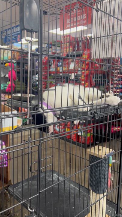 Enlarge Kiki Kitty  aka Fergie, a Adoptable Domestic Short Hair in Blanchard, OK video 6/6