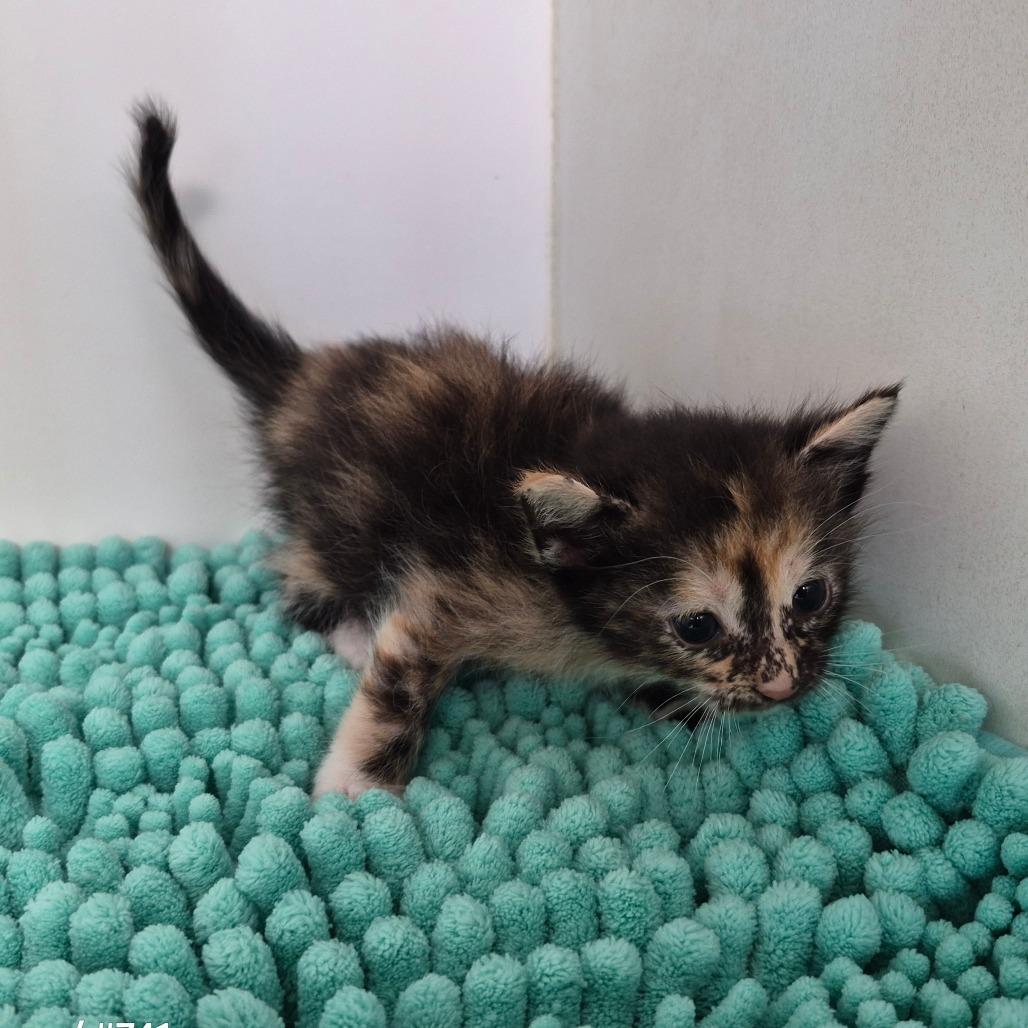 Enlarge Perdita, a Adoptable Domestic Short Hair in Portland, TX image 1/1