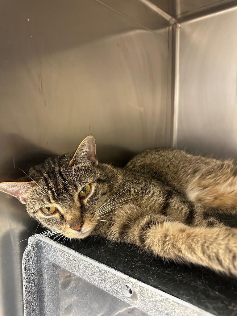 Enlarge Milton (double springs), a Adoptable mixed breed in Johnson City, TN image 2/3