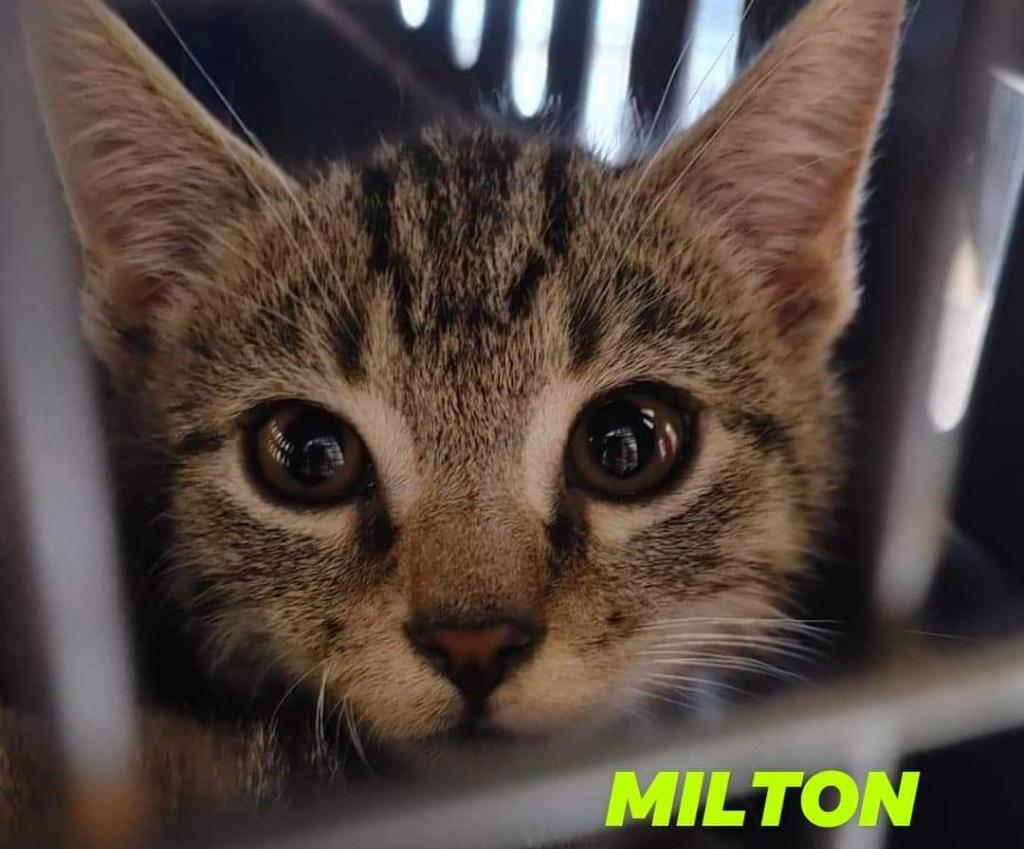 Enlarge Milton (double springs), a Adoptable mixed breed in Johnson City, TN image 3/3