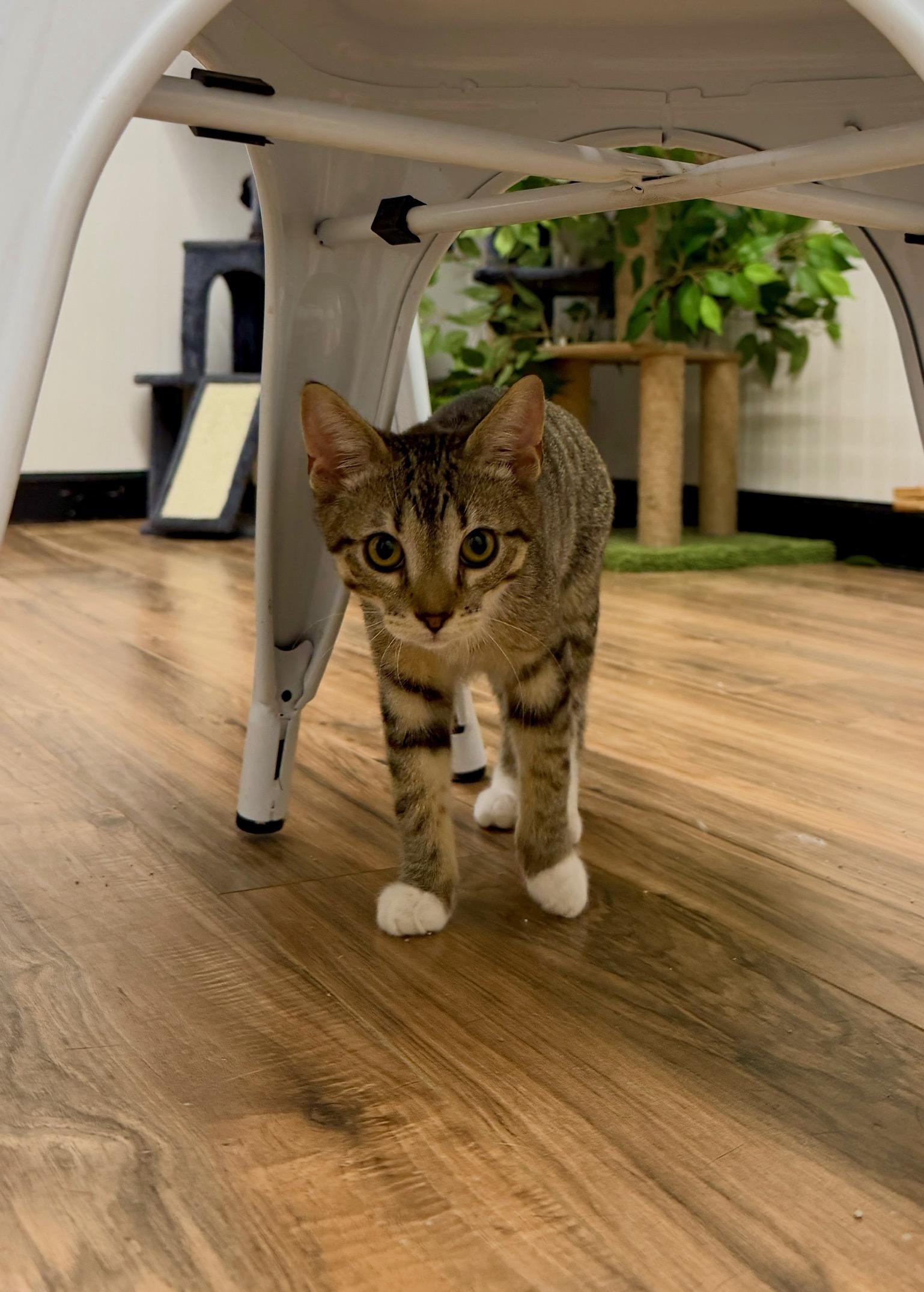 Huckleberry, Adopted, Young Male Domestic Short Hair.