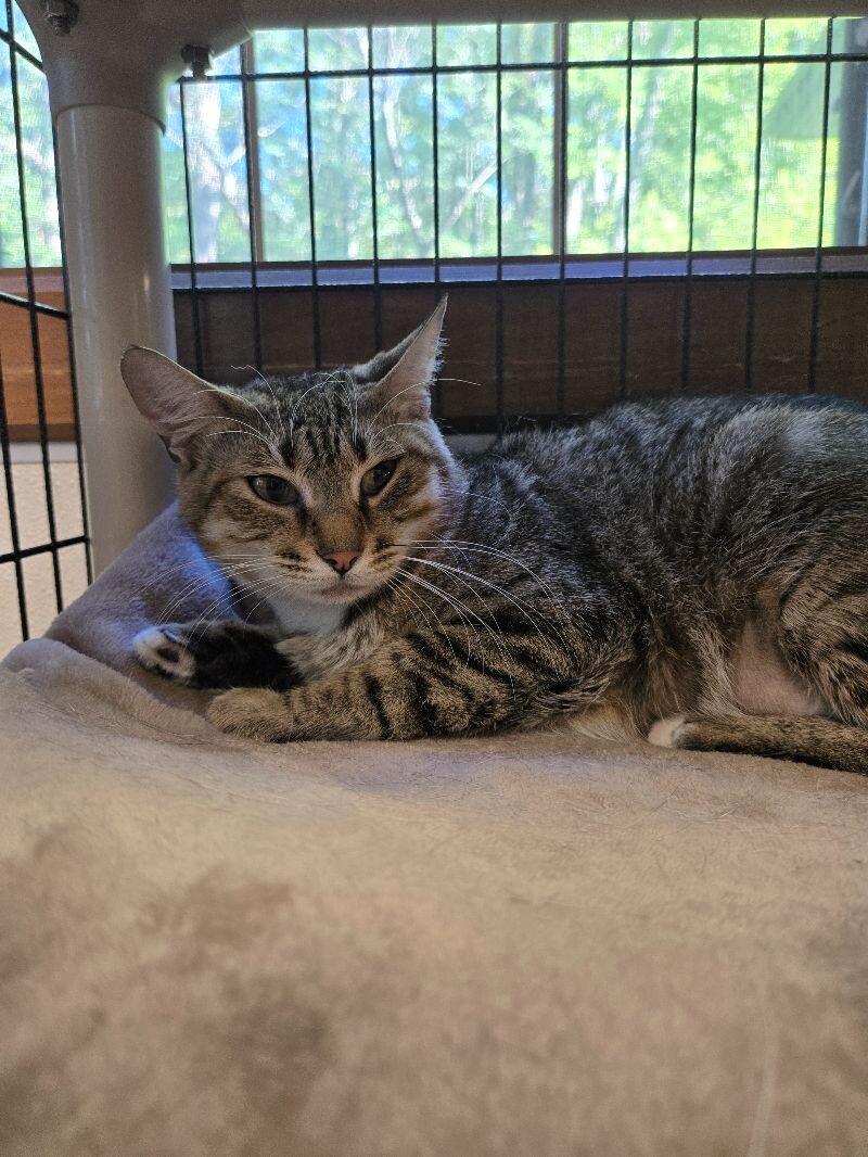 Enlarge Rigatoni, a Adoptable Domestic Short Hair in Jackson, TN image 1/1