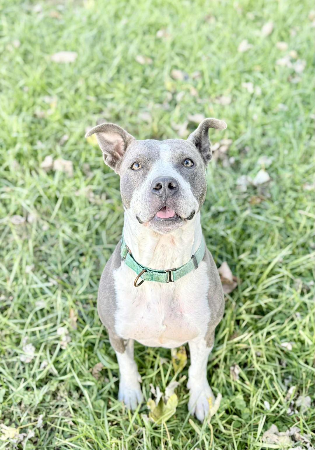 Enlarge Izzy, a Adoptable Pit Bull Terrier in Du Quoin, IL image 1/3