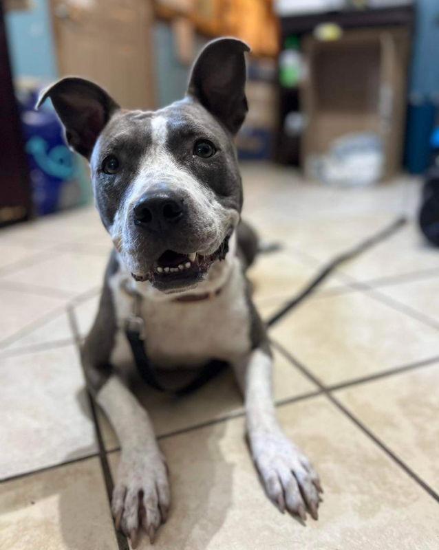 Enlarge Izzy, a Adoptable Pit Bull Terrier in Du Quoin, IL image 1/2