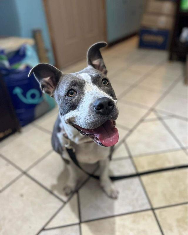 Enlarge Izzy, a Adoptable Pit Bull Terrier in Du Quoin, IL image 2/2