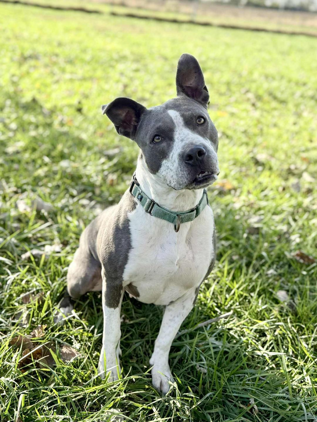 Enlarge Izzy, a Adoptable Pit Bull Terrier in Du Quoin, IL image 3/3