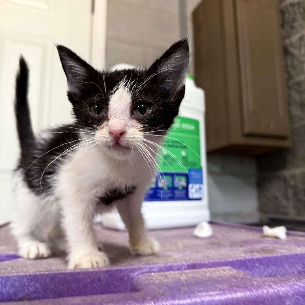 DeeCee 071101, Adoptable, Young Male Domestic Short Hair.