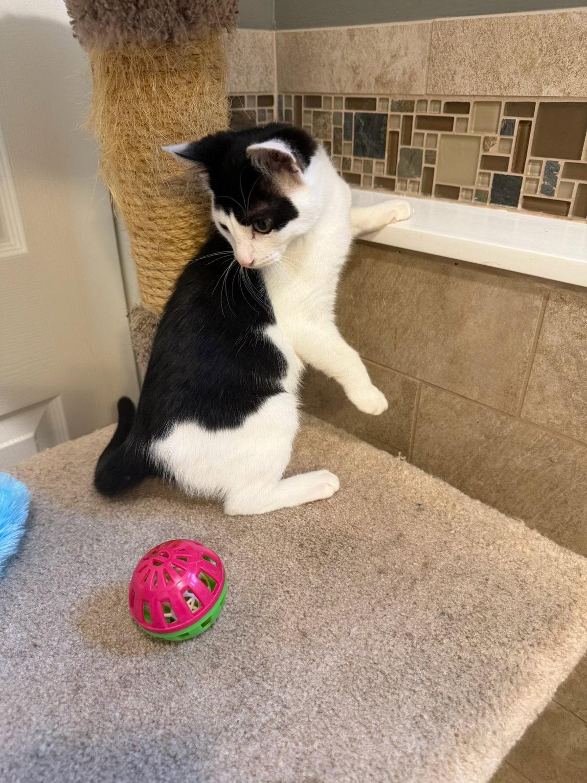Gene, Adoptable, Kitten Male Domestic Short Hair.