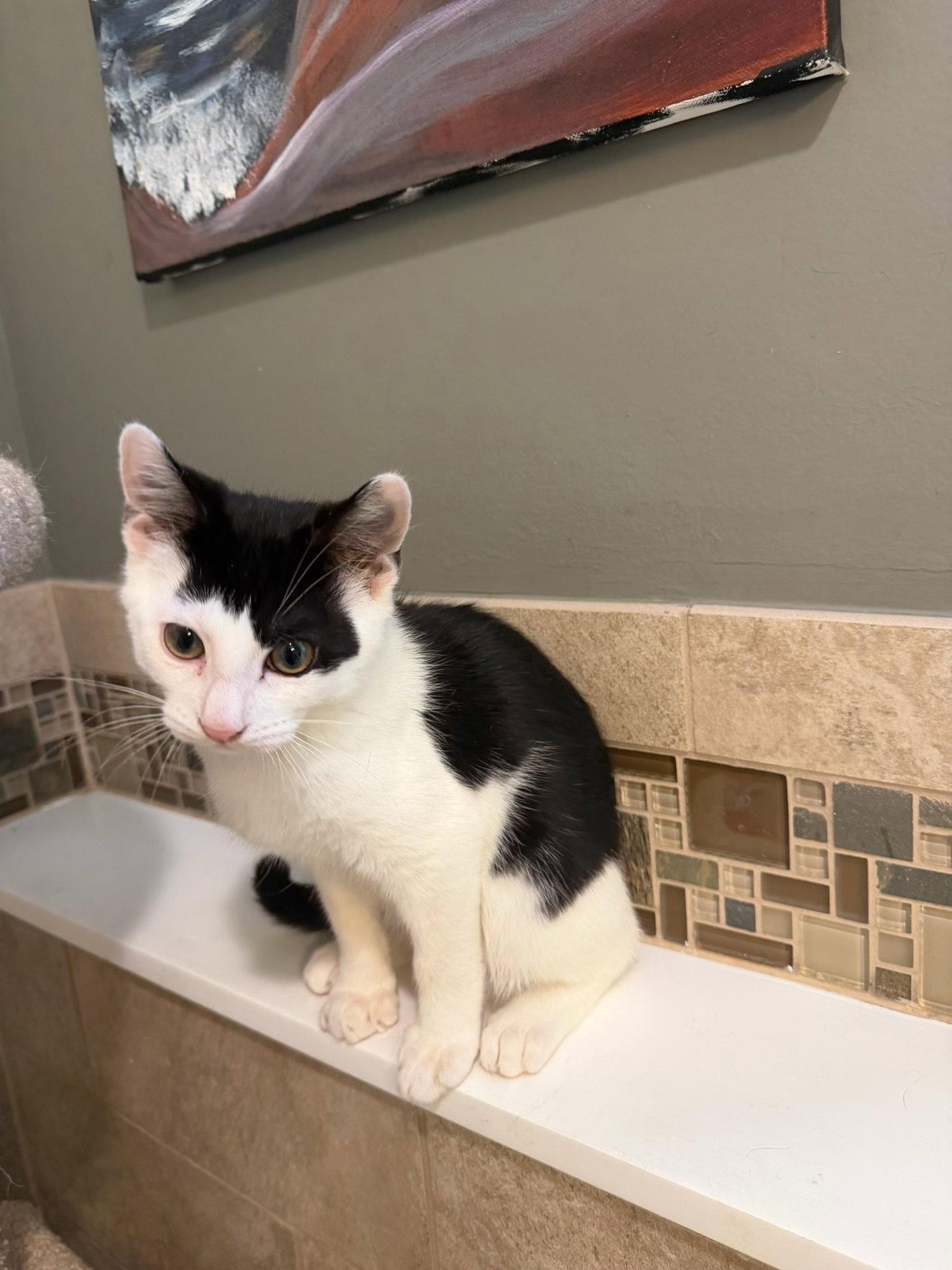 Enlarge Gene, a Adoptable Domestic Short Hair in Ringwood, NJ image 2/3