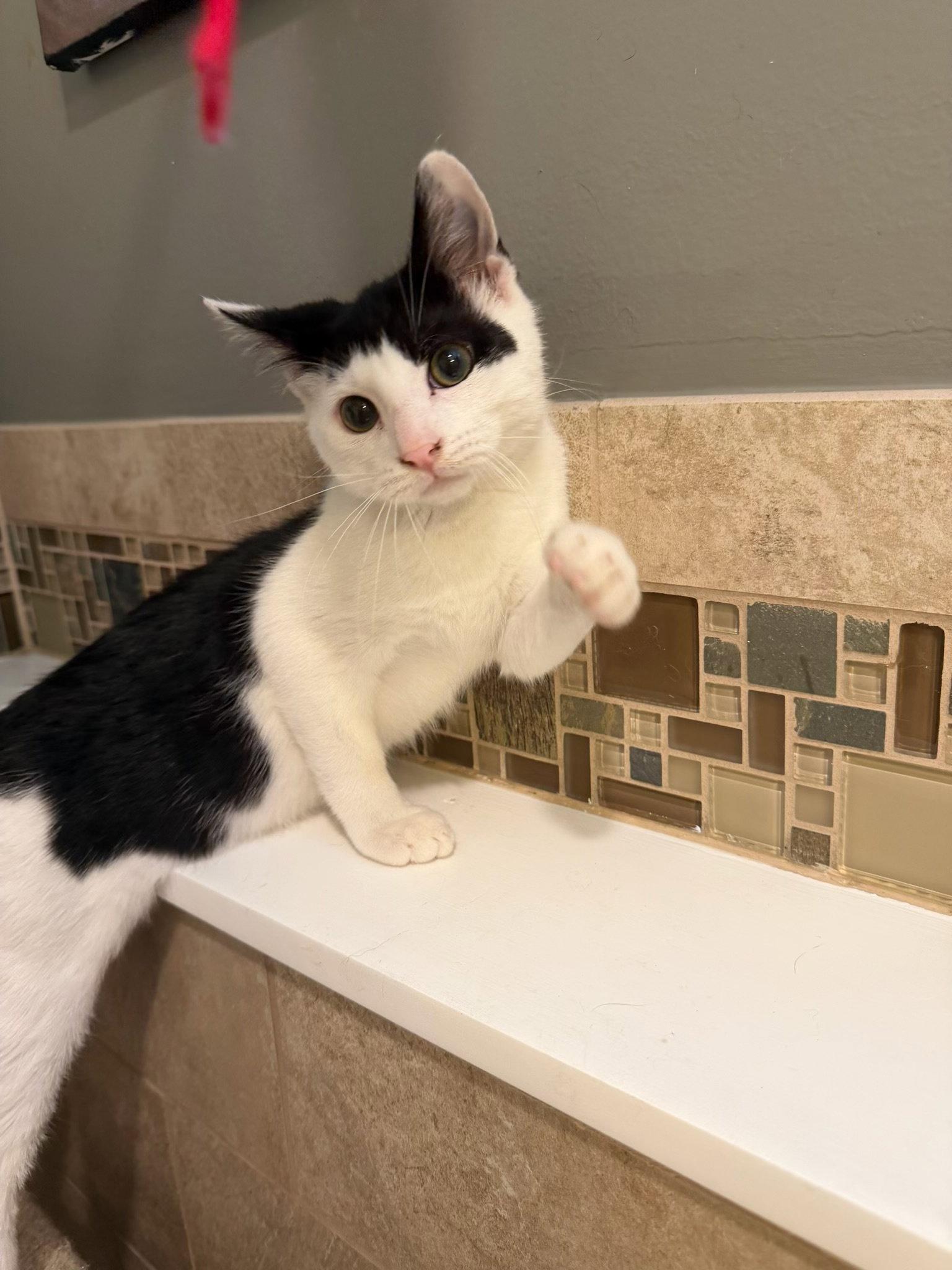 Enlarge Gene, a Adoptable Domestic Short Hair in Ringwood, NJ image 3/3