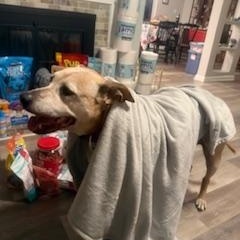 Enlarge Kami, a Adoptable mixed breed in Matthews, NC image 2/3