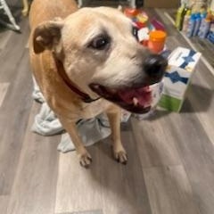 Kami, Adoptable, Senior Female Boxer.