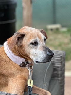 Enlarge Kami, a Adoptable mixed breed in Matthews, NC image 1/3