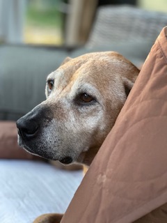 Enlarge Kami, a Adoptable mixed breed in Matthews, NC image 2/3