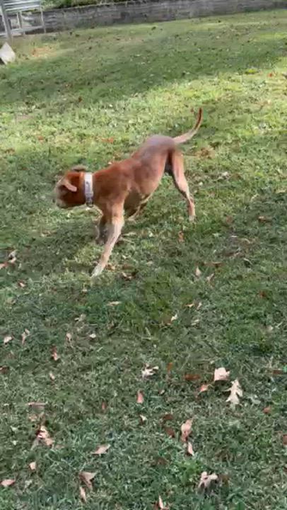 Enlarge Kami, a Adoptable mixed breed in Matthews, NC video 3/3