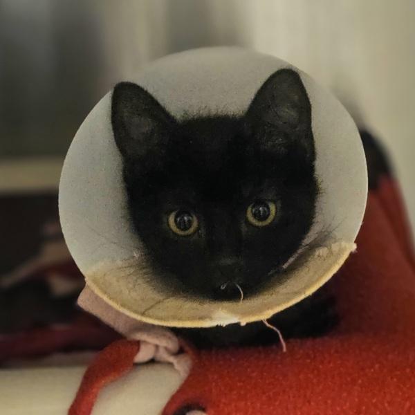Enlarge Magpie, a Adoptable mixed breed in Dublin, CA image 2/2