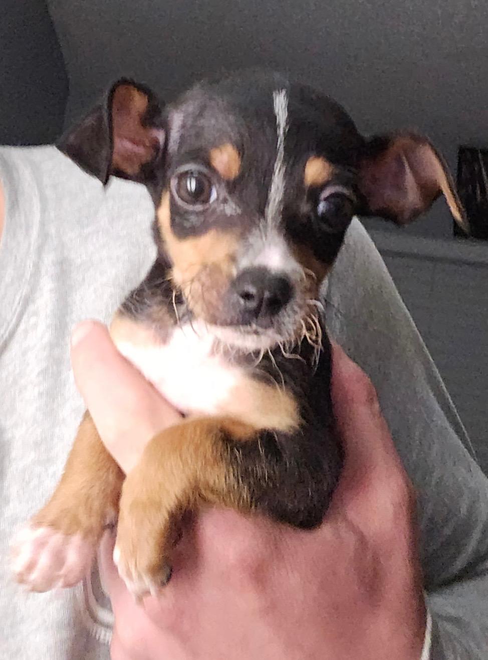 Enlarge Dasher, a ADOPTABLE mixed breed in Penryn, CA image 1/2