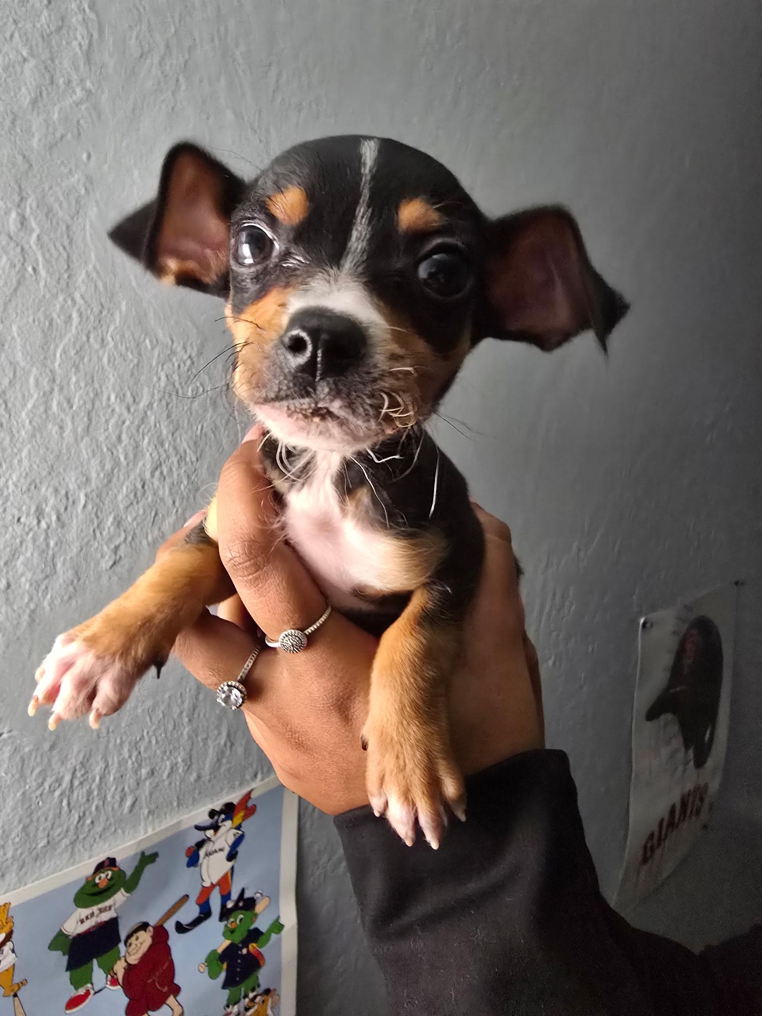 Enlarge Dasher, a ADOPTABLE mixed breed in Penryn, CA image 2/2