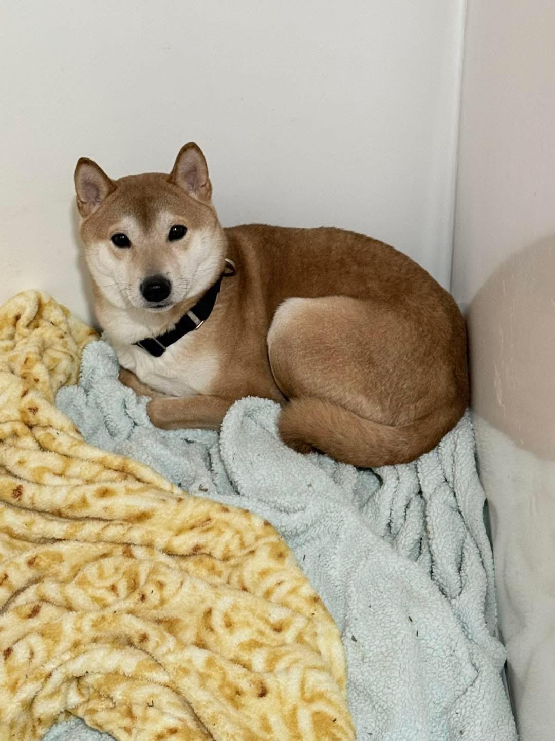 Kumara, Adoptable, Adult Male Shiba Inu.