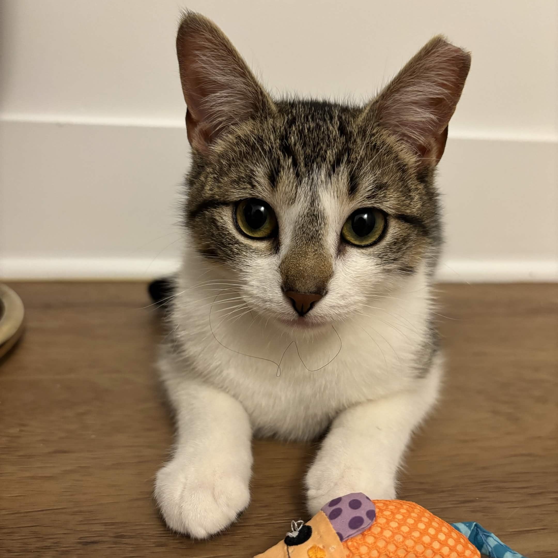 Kevin, Adoptable, Kitten Male Domestic Short Hair.