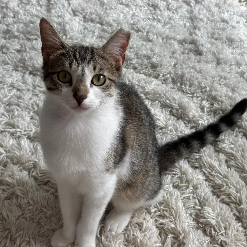 Kevin, a Adoptable Domestic Short Hair in Weehawken, NJ image 2/6