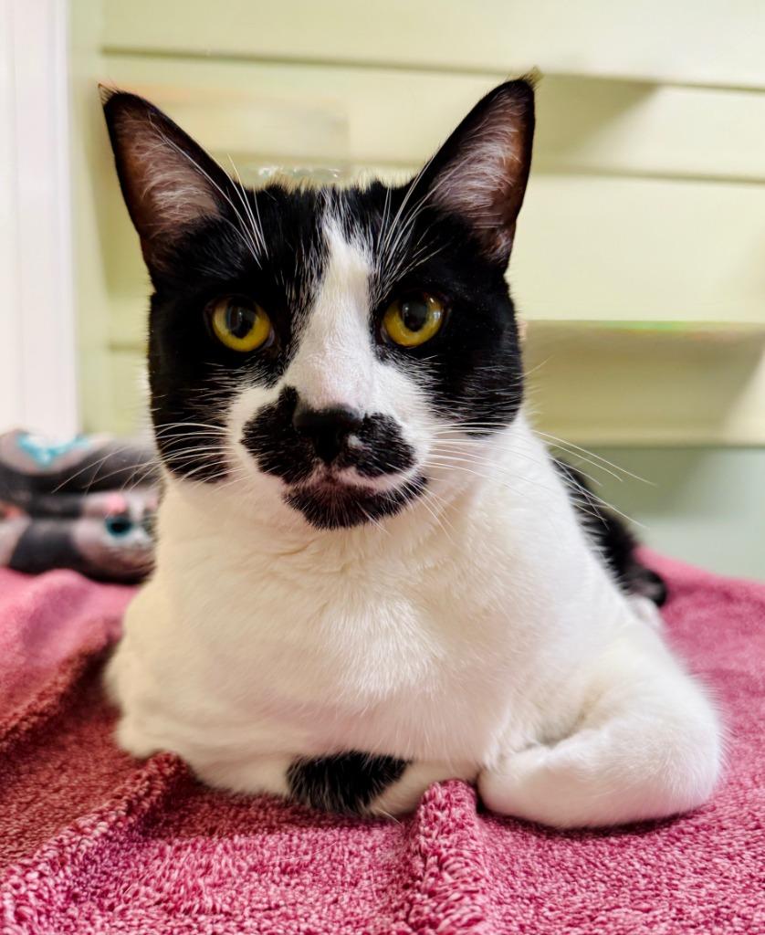 Heather, Adoptable, Young Female Domestic Short Hair.