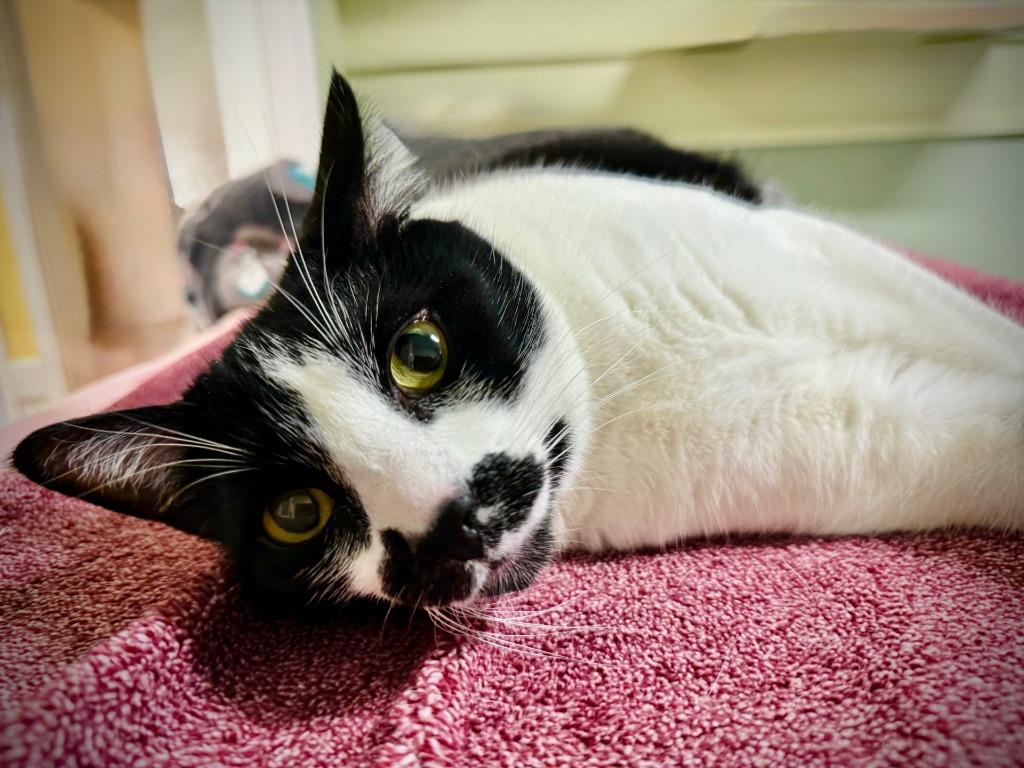 Enlarge Heather, a Adoptable mixed breed in Eastsound, WA image 2/6