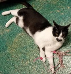 Enlarge Heather, a Adoptable mixed breed in Eastsound, WA image 3/6