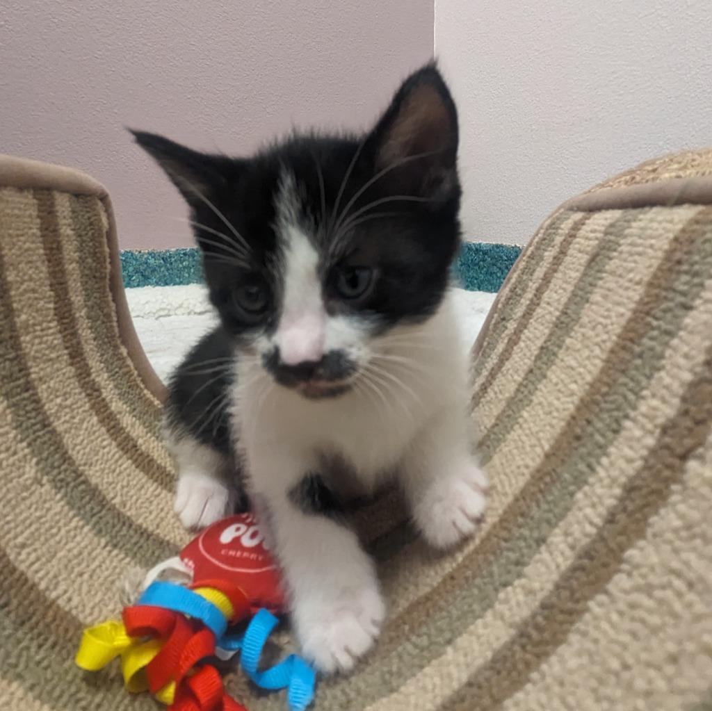 Heather, a Adoptable mixed breed in Eastsound, WA image 2/3